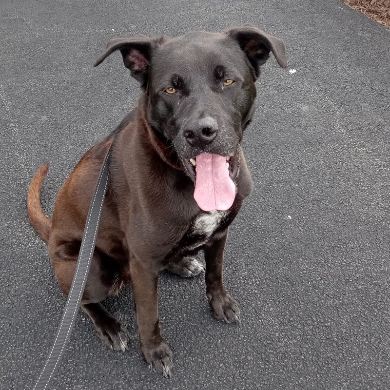 dog6.800