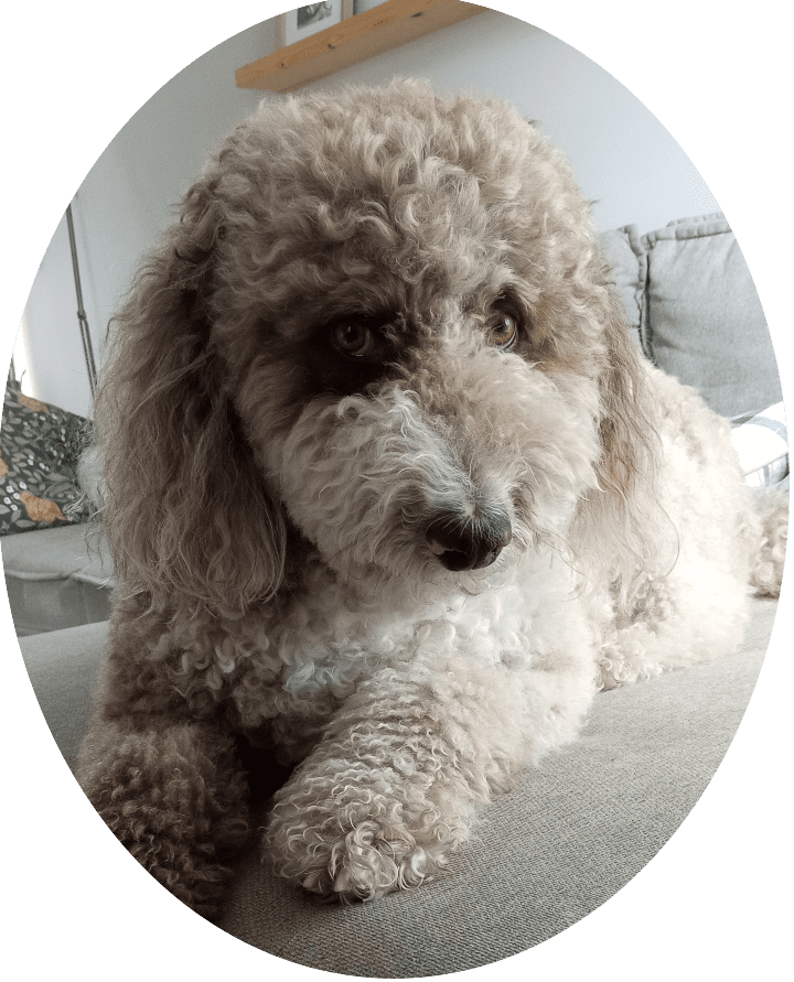 dog7oval